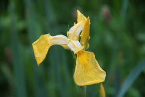 bloemen wandeling (231)