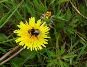 bloemen wandeling (245)