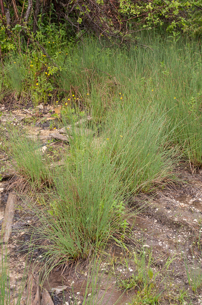 0004-juncus-inflexus-zeegroene-rus-pools-and-watercourses