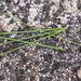 0005-juncus-inflexus-zeegroene-rus-pools-and-watercourses
