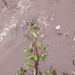 0006-veronica-beccabunga-beekpunge-ditches-riversides