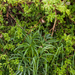 0007-helleborus-foetidus-stinkend-nieskruid-coppices-and-margins-