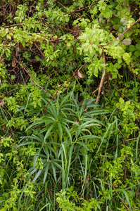 0007-helleborus-foetidus-stinkend-nieskruid-coppices-and-margins-