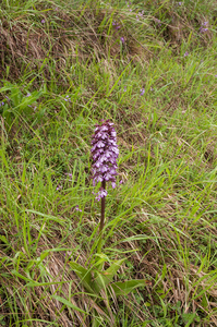 0009-purperorchis