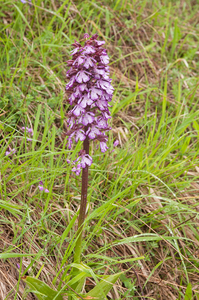 0010-purperorchis-arid-meadows-and-uncultivated-land