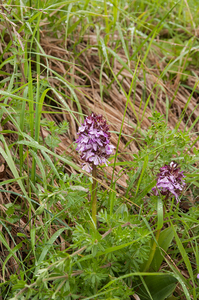 0011-purperorchis-arid-meadows-and-uncultivated-land