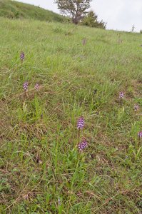 0012-purperorchis-arid-meadows-and-uncultivated-land