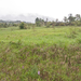 0013-purperorchis-arid-meadows-and-uncultivated-land