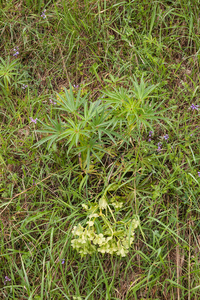 0014helleboris-viridis-wrangwortel-coppices-and-margins-of-woods