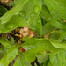 0015-euonymus verrucosus cool woods gorges