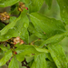 0016-euonymus verrucosus cool woods gorges
