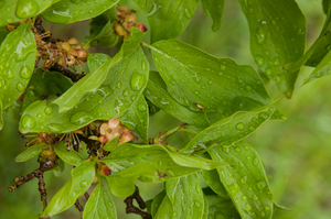 0016-euonymus verrucosus cool woods gorges