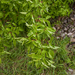 0017-euonymus verrucosus cool woods gorges
