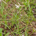 0018-italiaanse-silene-silene-italica-scrub-open-woods-stony-slop