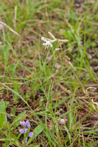 0018-italiaanse-silene-silene-italica-scrub-open-woods-stony-slop