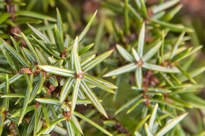 0019-juniperus-oxycedrus-maquis-and-garique-in-(sub)mediterranean