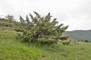 0020-juniperus-oxycedrus-maquis-and-garique-in-(sub)mediterranean