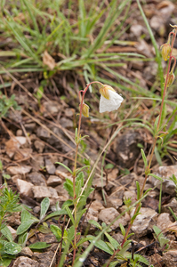 0021-wit-zonneroosje-helianthemum-apenninum-stony-pastures-scrub