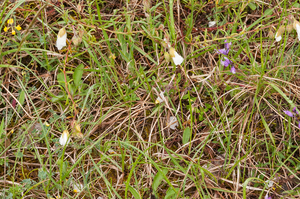 0022 wit-zonneroosje-helianthemum-apenninum-stony-pastures-scrub