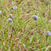 0024-kogelbloem-globularia-bisnagarica-arid-pastures