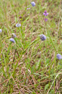 0024-kogelbloem-globularia-bisnagarica-arid-pastures