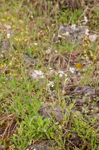 0025-italiaanse-silene-silene-italica-scrub-open-woods-stony-slop