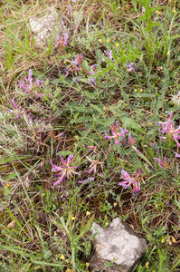 0026-Astragalus-monspessulanus-arid-uncultivated-land