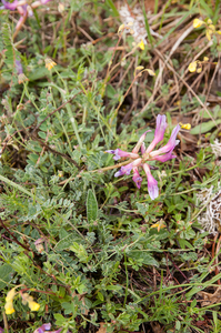 0027-Astragalus-monspessulanus-arid-uncultivated-land