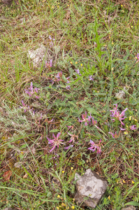 0028-Astragalus-monspessulanus-arid-uncultivated-land