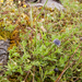 0029-kogelbloem-globularia-bisnagarica-arid-pastures