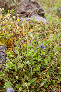 0029-kogelbloem-globularia-bisnagarica-arid-pastures