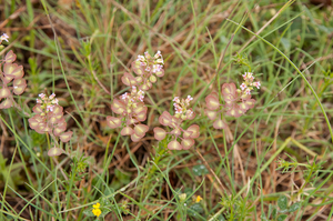 0030-doorgroeide-boerenkers-thlaspi-perfoliatum