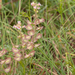 0031-doorgroeide-boerenkers-thlaspi-perfoliatum