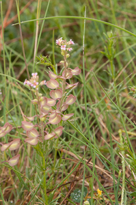 0031-doorgroeide-boerenkers-thlaspi-perfoliatum