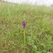 0035-anacamptis-morio-harlekijn-arid-meadows