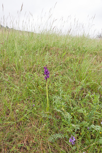 0035-anacamptis-morio-harlekijn-arid-meadows