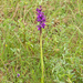 0036-anacamptis-morio-harlekijn-arid-meadows