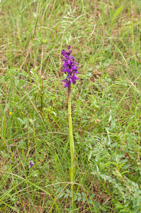 0036-anacamptis-morio-harlekijn-arid-meadows