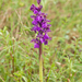 0037-anacamptis-morio-harlekijn-arid-meadows