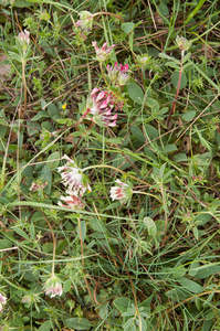 0038-wondklaver-anthyllis-vulneraria-stony-pastures