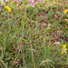 0050-esparcette-onobrychis-viciifolia-ruderal-envirements-roadsid