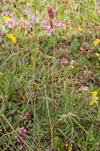 0050-esparcette-onobrychis-viciifolia-ruderal-envirements-roadsid