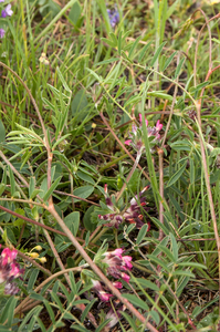 0051-wondklaver-anthyllis-vulneraria-stony-pastures