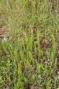 0053-galium-verum-geel-walstro-arid-pastures-scrub