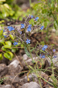 0056-blauwe-ossentong-anchusa-arvensis