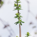 0058-galium-mollugo-glad-walstro-hedges-scrub