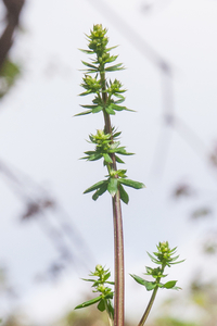 0058-galium-mollugo-glad-walstro-hedges-scrub