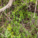 0057-galium-mollugo-glad-walstro-hedges-scrub
