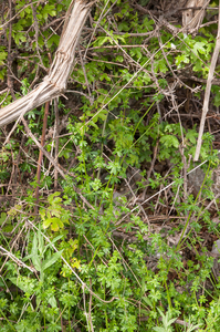 0057-galium-mollugo-glad-walstro-hedges-scrub