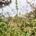 0059-galium-mollugo-glad-walstro-hedges-scrub